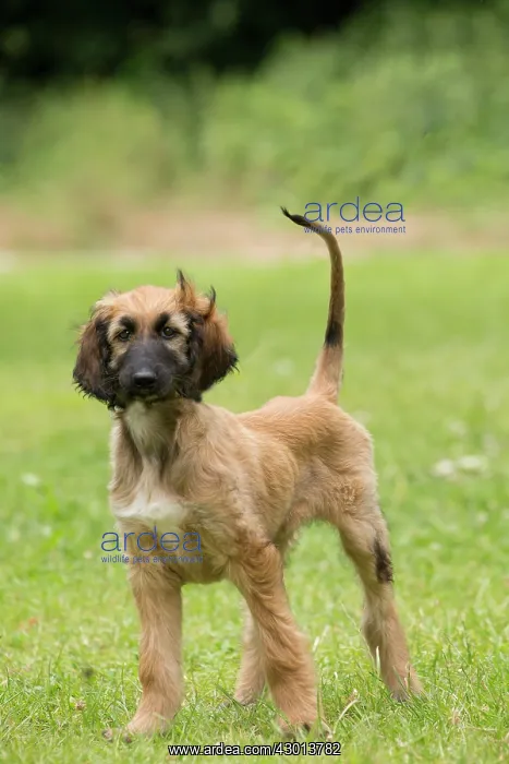 : Dog Afghan Hound young puppy : Dog Afghan Hound young puppy