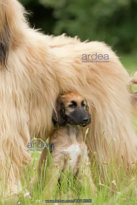 : Dog Afghan Hound young puppy : Dog Afghan Hound young puppy