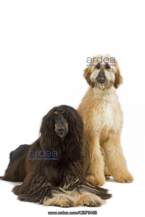  : Dog - Afghan Hounds. Also know as Tazi