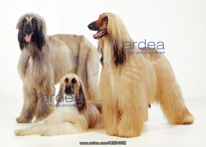 : DOG - three Afghan hounds, studio shot : DOG - three Afghan hounds, studio shot