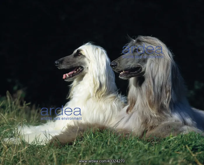 : DOG - Afghan hounds X 2 : DOG - Afghan hounds X 2