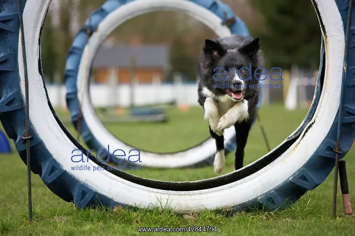 : Dog Agility - Border Collie running and jumping : Dog Agility - Border Collie running and jumping