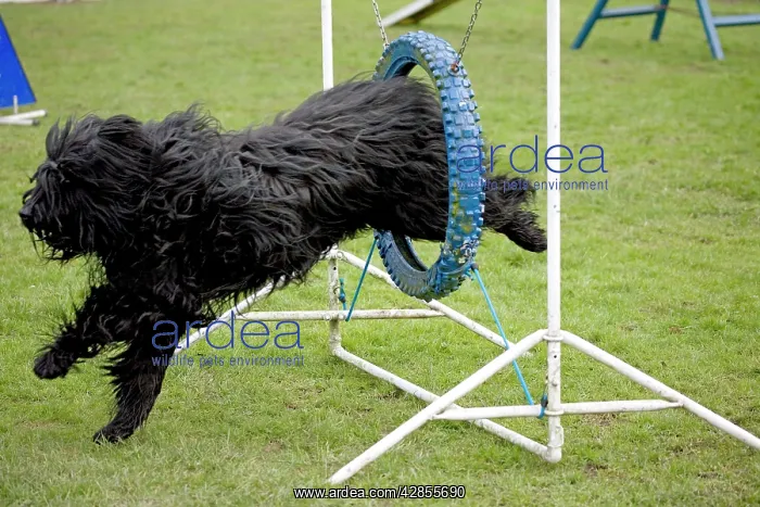 : Dog agility - Briard jumping through hoop : Dog agility - Briard jumping through hoop