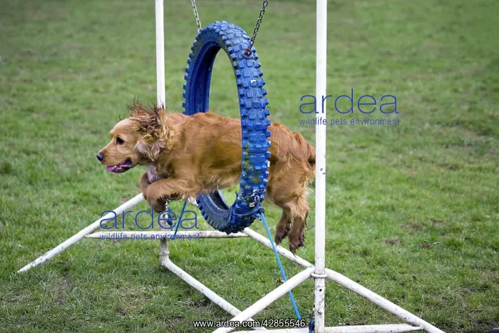 : Dog agility - Cocker Spaniel jumping through hoop : Dog agility - Cocker Spaniel jumping through hoop