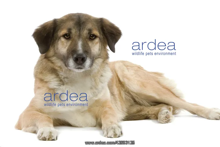 : Dog - Aidi / Chien de L'Atlas (Morocco) : Dog - Aidi / Chien de L'Atlas (Morocco)