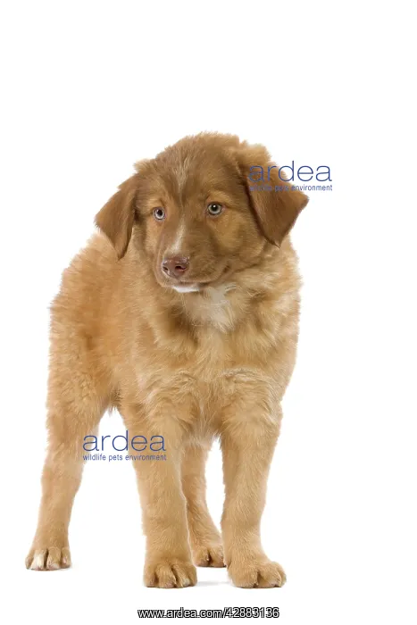 : Dog - Aidi / Chien de L'Atlas (Morocco) : Dog - Aidi / Chien de L'Atlas (Morocco)