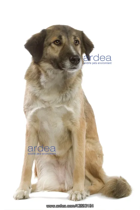 : Dog - Aidi / Chien de L'Atlas (Morocco) : Dog - Aidi / Chien de L'Atlas (Morocco)
