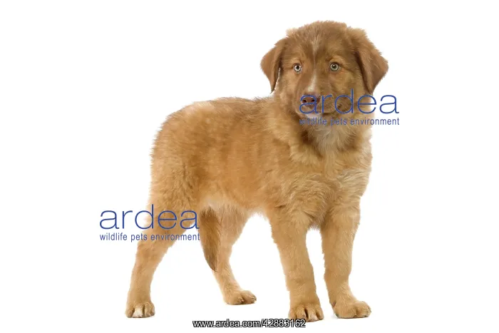  : Dog - Aidi  /  Chien de L'Atlas (Morocco)