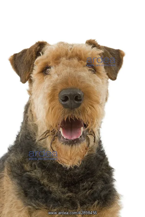 : Dog - Airedale Terrier : Dog - Airedale Terrier