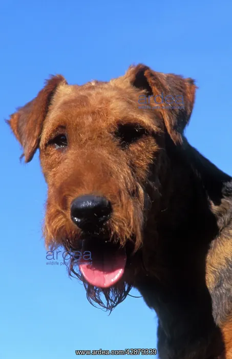  : Dog - Airedale TERRIER - close-up of face