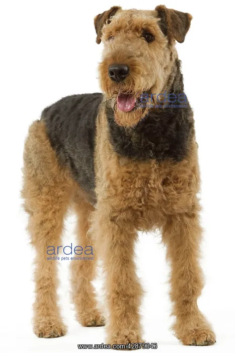 : Dog - Airedale Terrier. Also known as Waterside : Dog - Airedale Terrier. Also known as Waterside