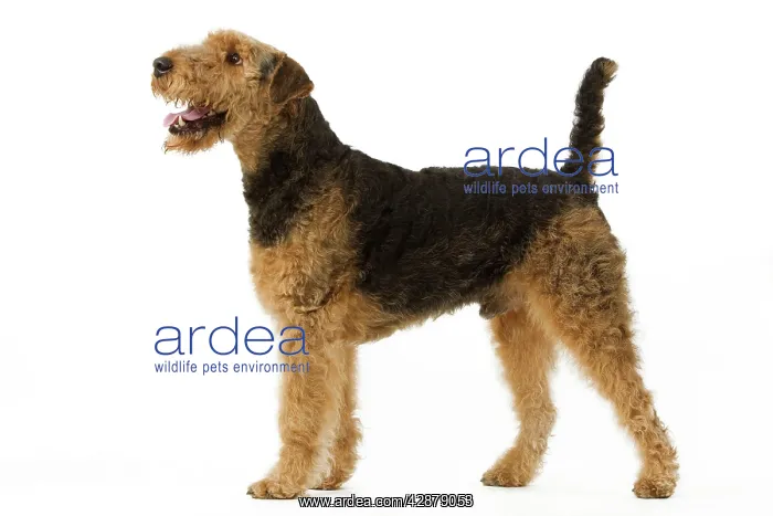 : Dog - Airedale Terrier. Also known as Waterside : Dog - Airedale Terrier. Also known as Waterside