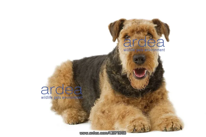 : Dog - Airedale Terrier. Also known as Waterside : Dog - Airedale Terrier. Also known as Waterside