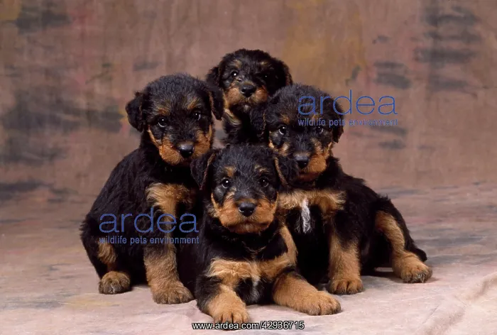 : Dog - Airedale Terrier puppies : Dog - Airedale Terrier puppies