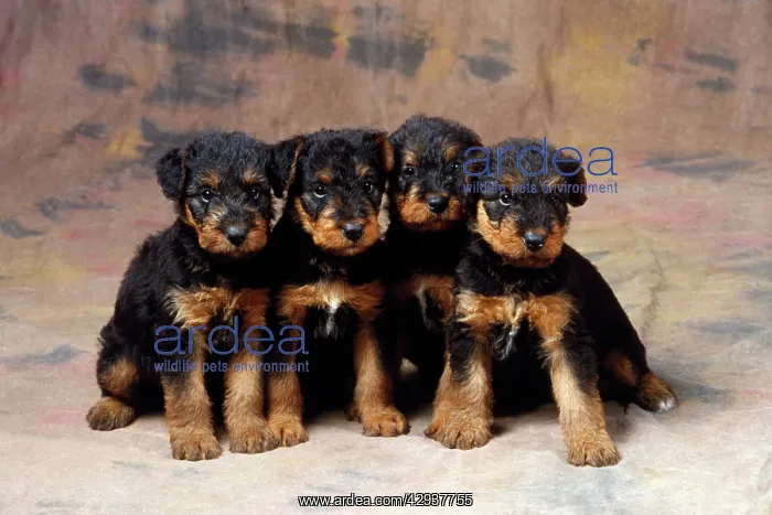 : Dog - Airedale Terrier puppies : Dog - Airedale Terrier puppies