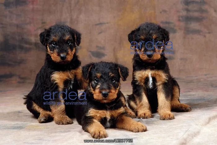: Dog - Airedale Terrier puppies : Dog - Airedale Terrier puppies