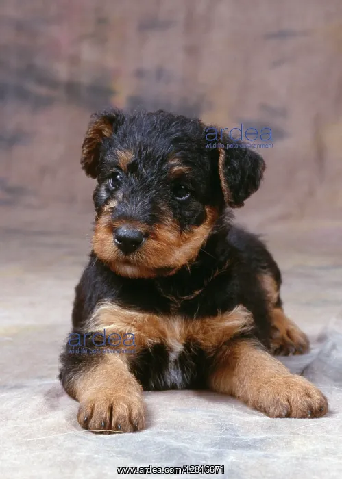 : Dog - Airedale Terrier - Puppy lying down : Dog - Airedale Terrier - Puppy lying down