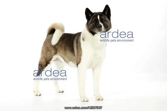 : Dog. Akita : Dog. Akita