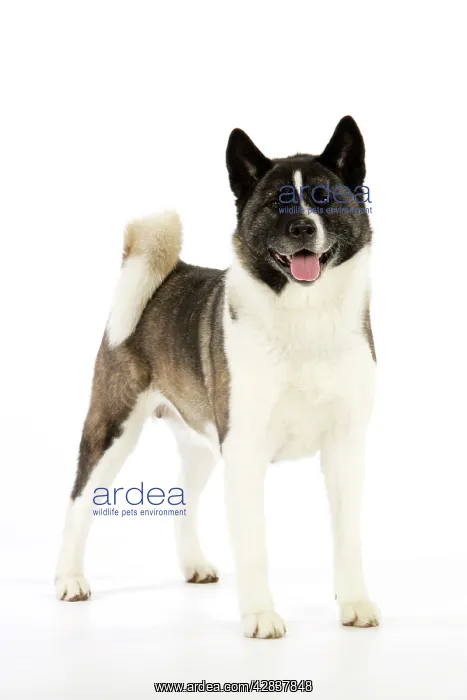  : Dog. Akita