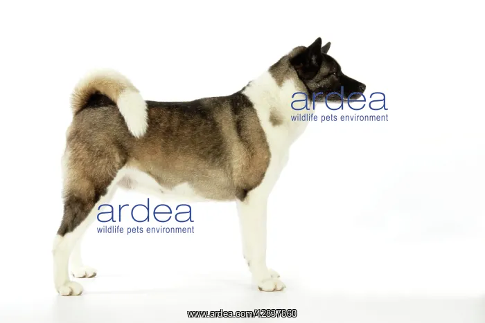 : Dog. Akita : Dog. Akita