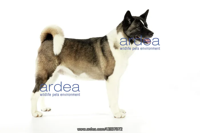 : Dog. Akita : Dog. Akita