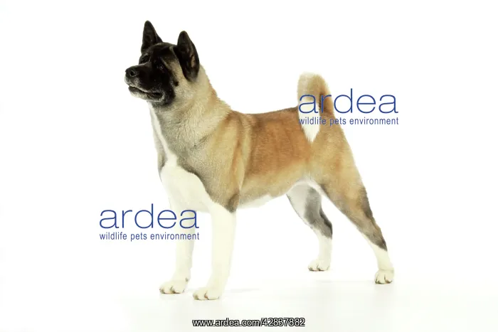 : Dog. Akita : Dog. Akita
