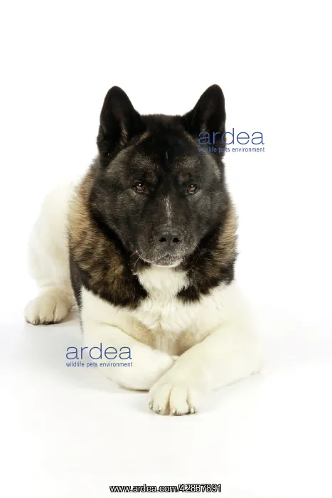  : Dog. Akita