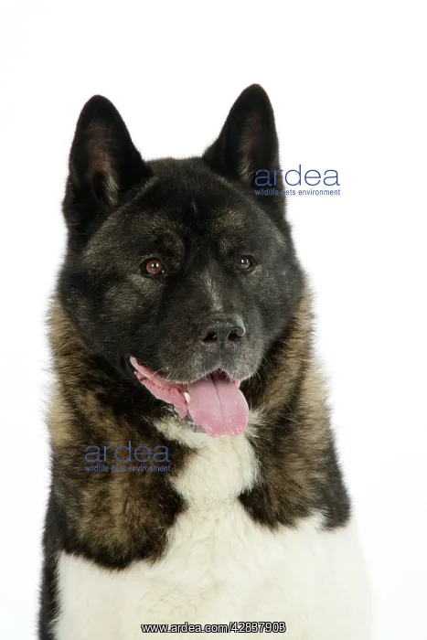  : Dog. Akita