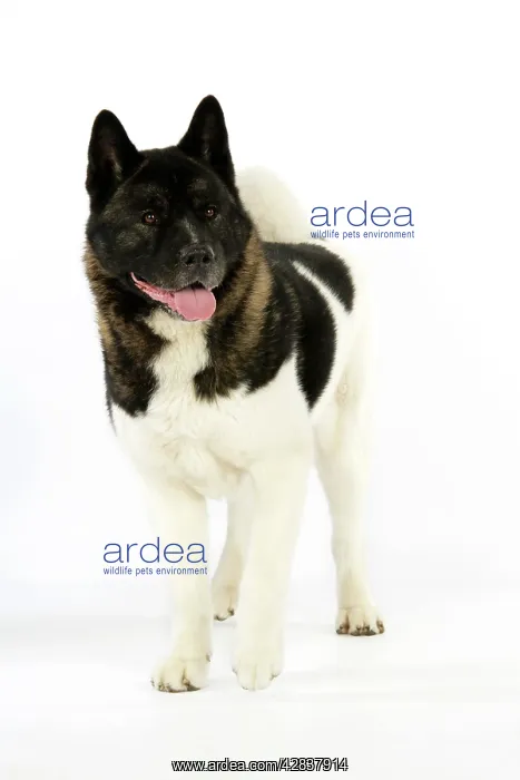  : Dog. Akita