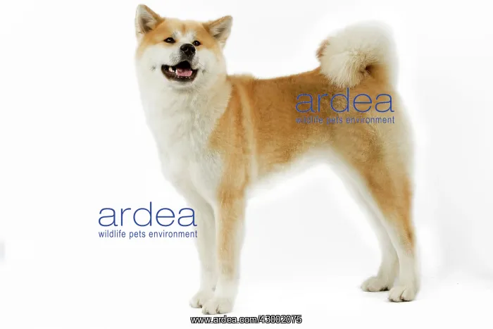 : Dog - Akita : Dog - Akita