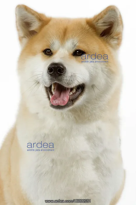  : Dog - Akita