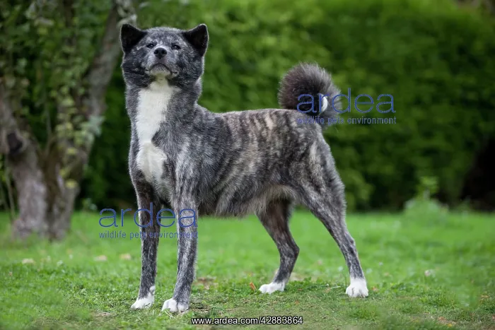 : Dog - Akita / Akita Inu : Dog - Akita / Akita Inu