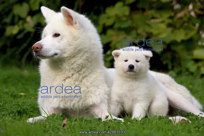 : Dog - Akita / Akita Inu - adult & puppy : Dog - Akita / Akita Inu - adult & puppy