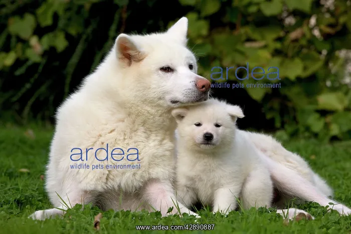 : Dog - Akita / Akita Inu - adult & puppy : Dog - Akita / Akita Inu - adult & puppy