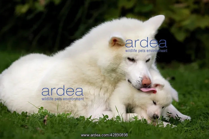 : Dog - Akita / Akita Inu - adult & puppy : Dog - Akita / Akita Inu - adult & puppy