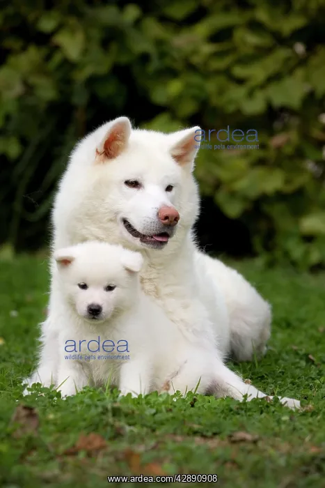 : Dog - Akita / Akita Inu - adult & puppy : Dog - Akita / Akita Inu - adult & puppy
