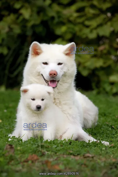 : Dog - Akita / Akita Inu - adult & puppy : Dog - Akita / Akita Inu - adult & puppy