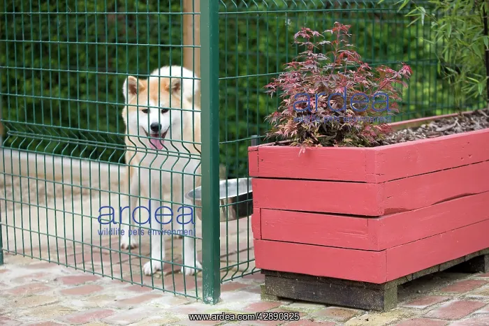  : Dog - Akita  /  Akita Inu - in dog run  /  cage