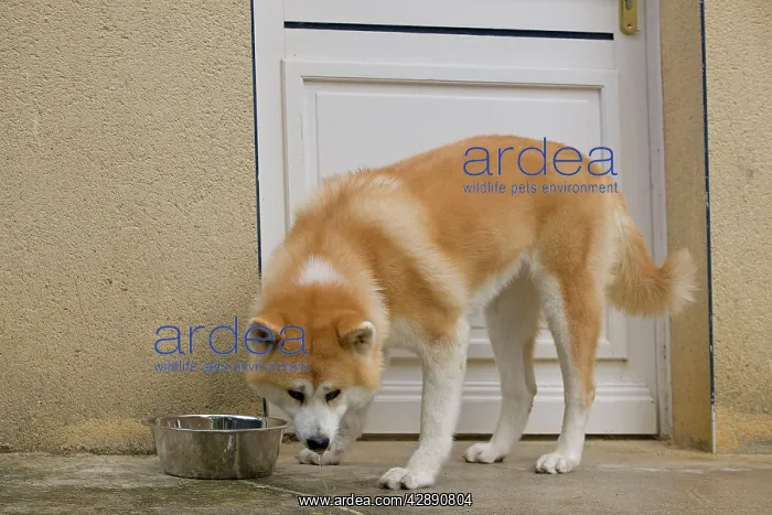 : Dog - Akita / Akita Inu - drinking from water bowl : Dog - Akita / Akita Inu - drinking from water bowl