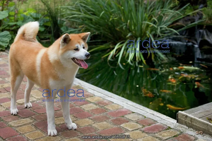 : Dog - Akita / Akita Inu - by fishpond. Also known : Dog - Akita / Akita Inu - by fishpond. Also known