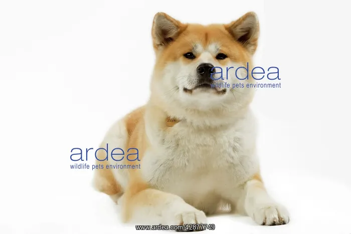 : Dog - Akita / Akita Inu. Also known as Japanese Akita : Dog - Akita / Akita Inu. Also known as Japanese Akita