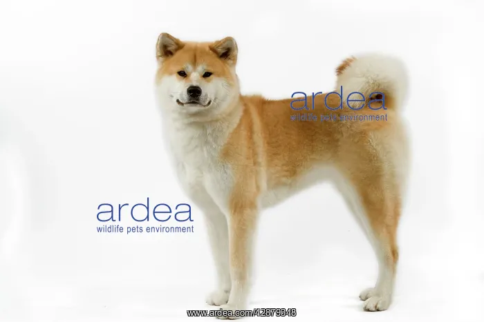 : Dog - Akita / Akita Inu. Also known as Japanese Akita : Dog - Akita / Akita Inu. Also known as Japanese Akita