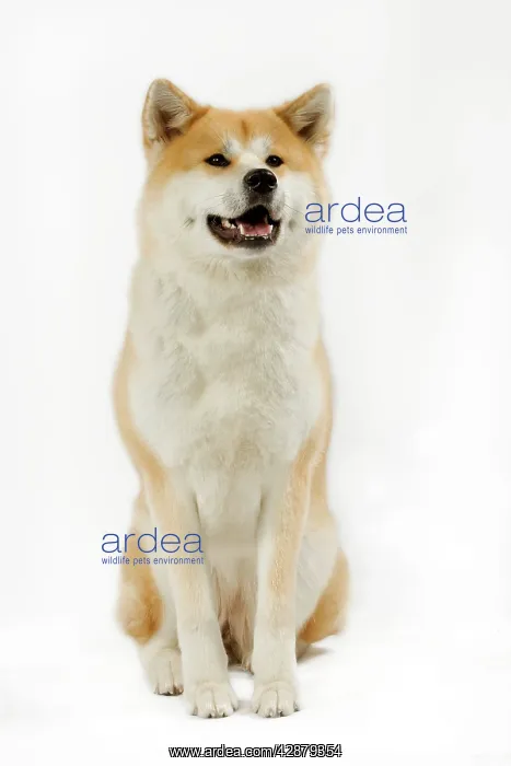 : Dog - Akita / Akita Inu. Also known as Japanese Akita : Dog - Akita / Akita Inu. Also known as Japanese Akita