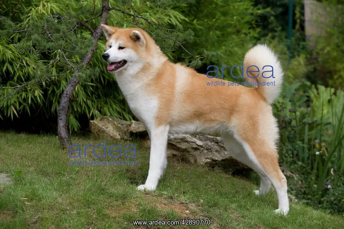 : Dog - Akita / Akita Inu. Also known as Japanese Akita : Dog - Akita / Akita Inu. Also known as Japanese Akita