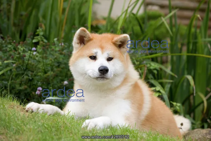 : Dog - Akita / Akita Inu. Also known as Japanese Akita : Dog - Akita / Akita Inu. Also known as Japanese Akita