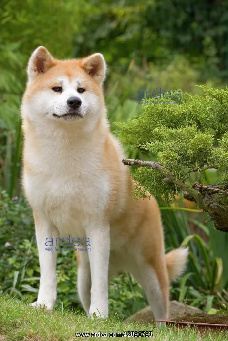 : Dog - Akita / Akita Inu. Also known as Japanese Akita : Dog - Akita / Akita Inu. Also known as Japanese Akita