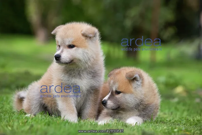 : Dog - Akita / Akita Inu - puppies : Dog - Akita / Akita Inu - puppies