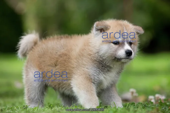 : Dog - Akita / Akita Inu - puppy : Dog - Akita / Akita Inu - puppy