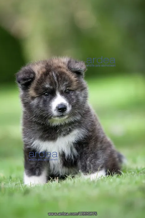 : Dog - Akita / Akita Inu - puppy : Dog - Akita / Akita Inu - puppy