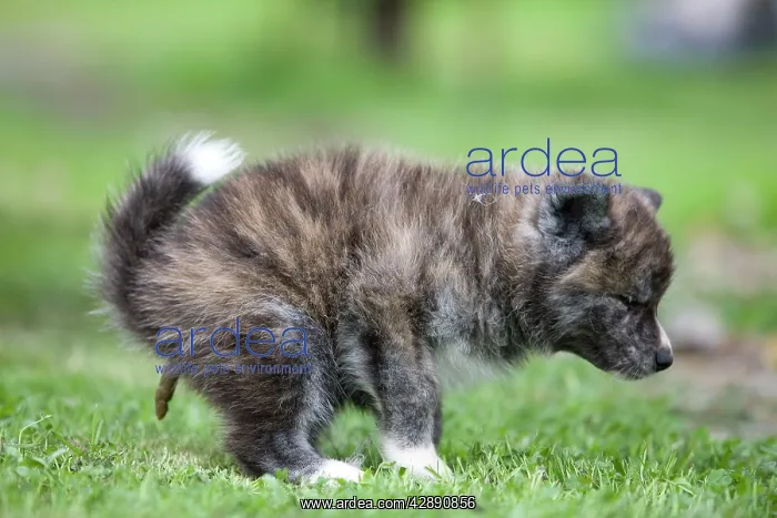 : Dog - Akita / Akita Inu - puppy defecating : Dog - Akita / Akita Inu - puppy defecating